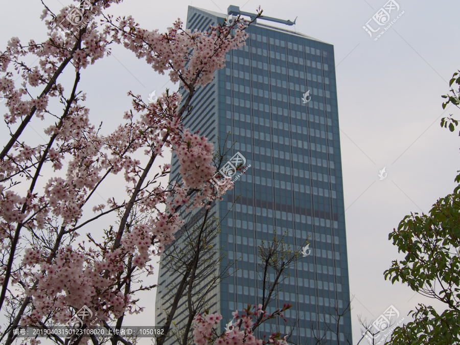 景观园林樱花和摩天高楼