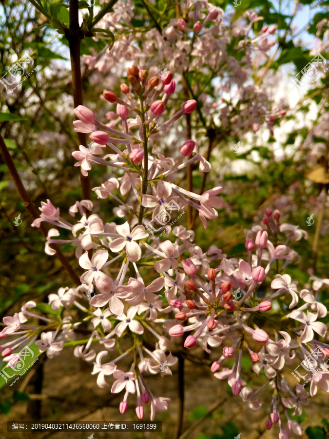 丁香花