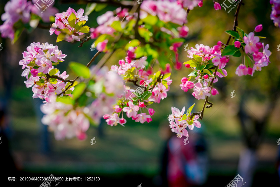 海棠花