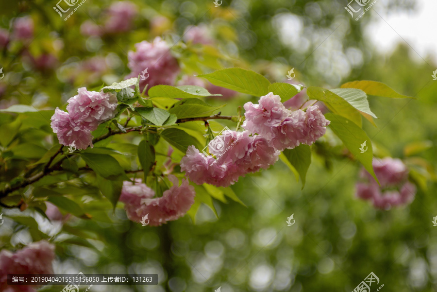 粉色樱花