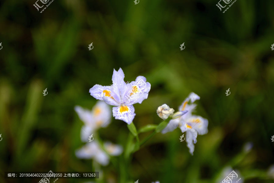 鸢尾花