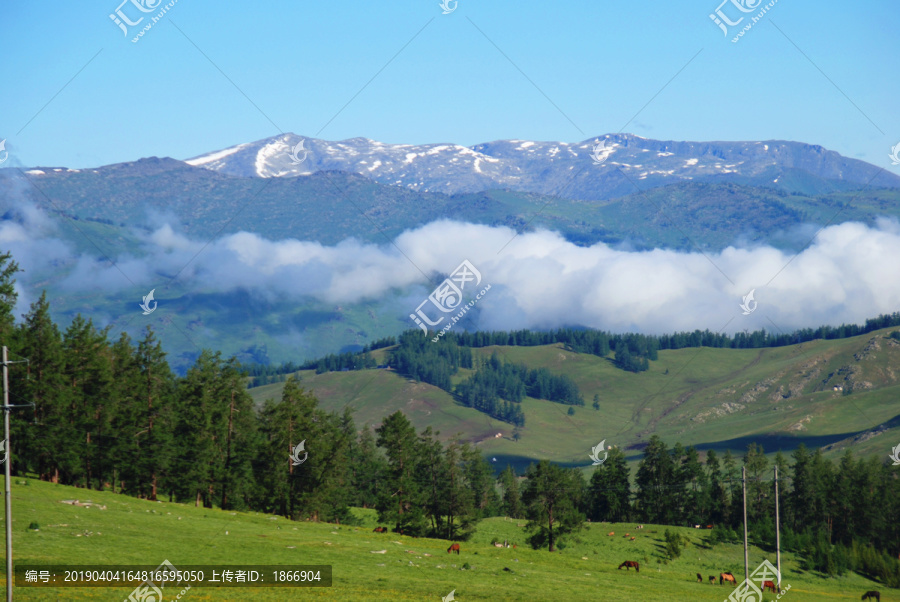 阿尔泰山的夏牧场