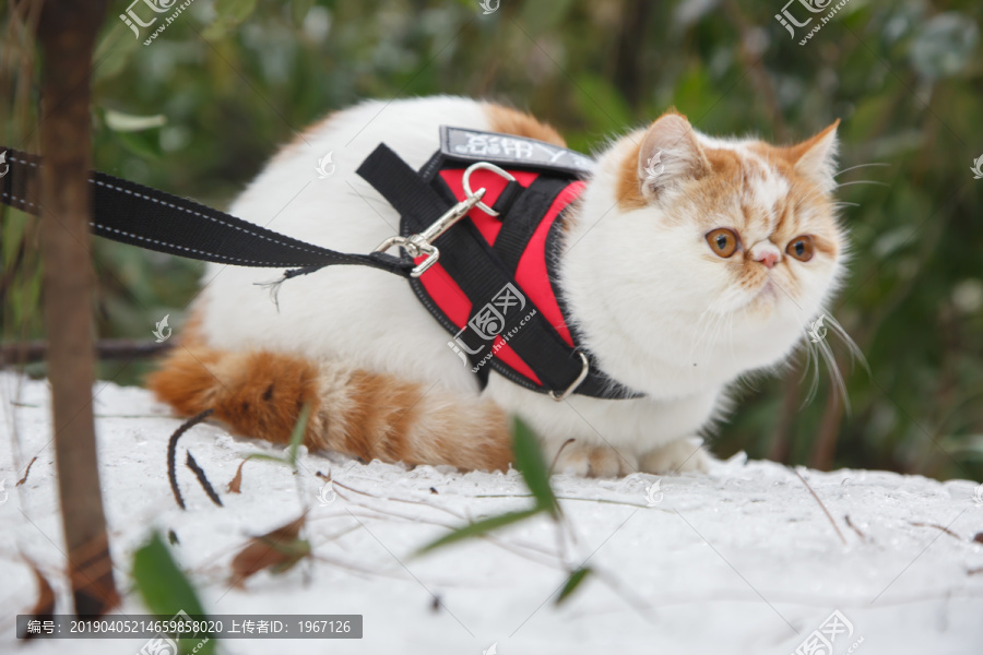 雪地猫