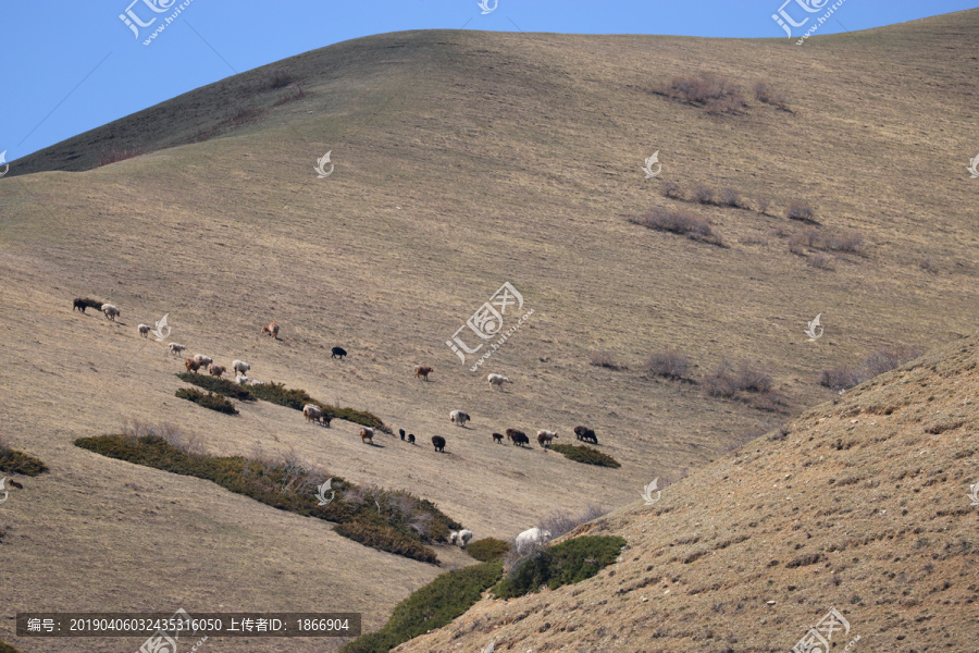 南山牧场天山牧歌