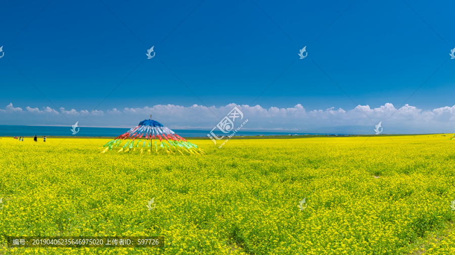 青海湖油菜花大画幅