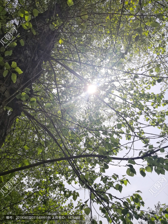 阳光穿过绿树