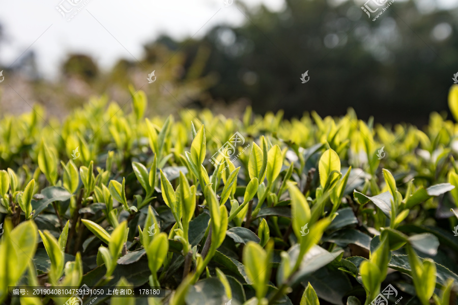 春天的茶园