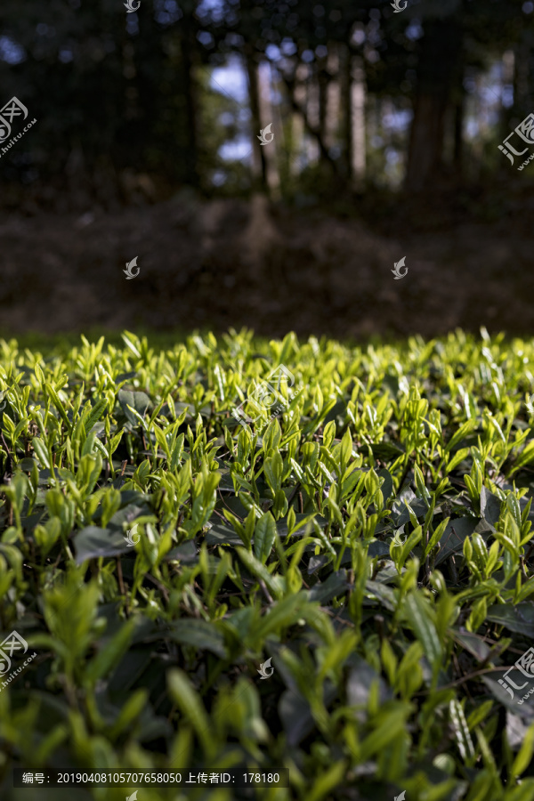 阳光下的茶树