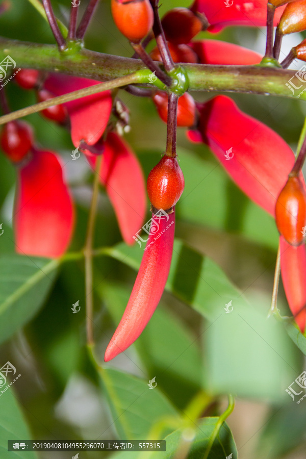 龙牙花