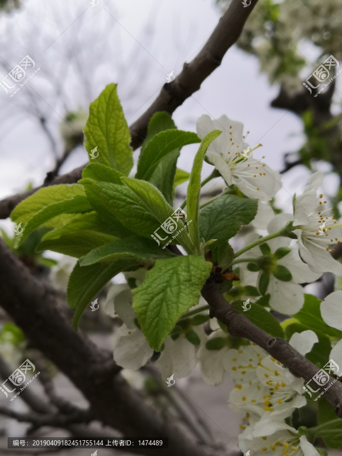 樱桃花