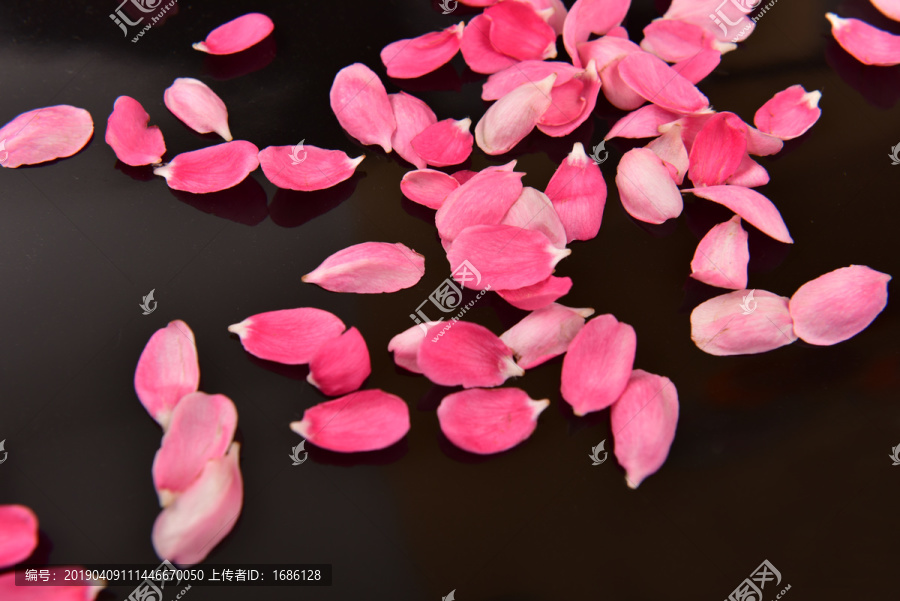 黑色背景粉色花瓣