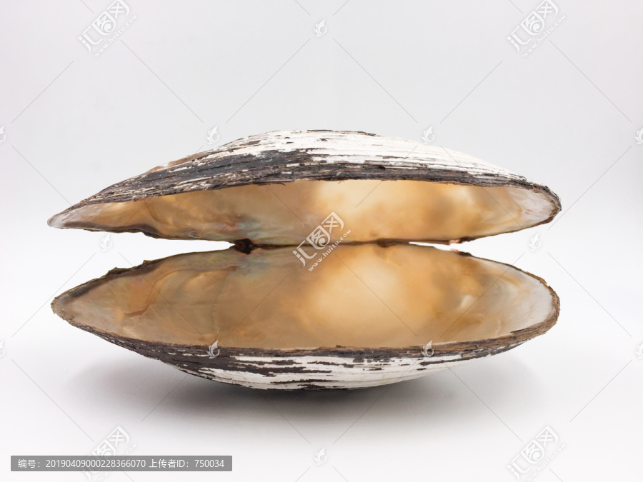 蚌壳