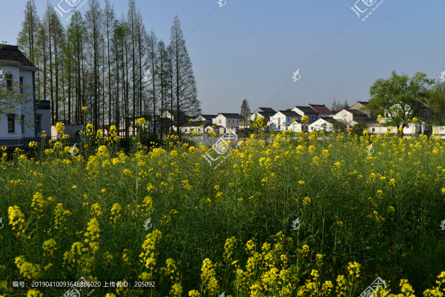 油菜花