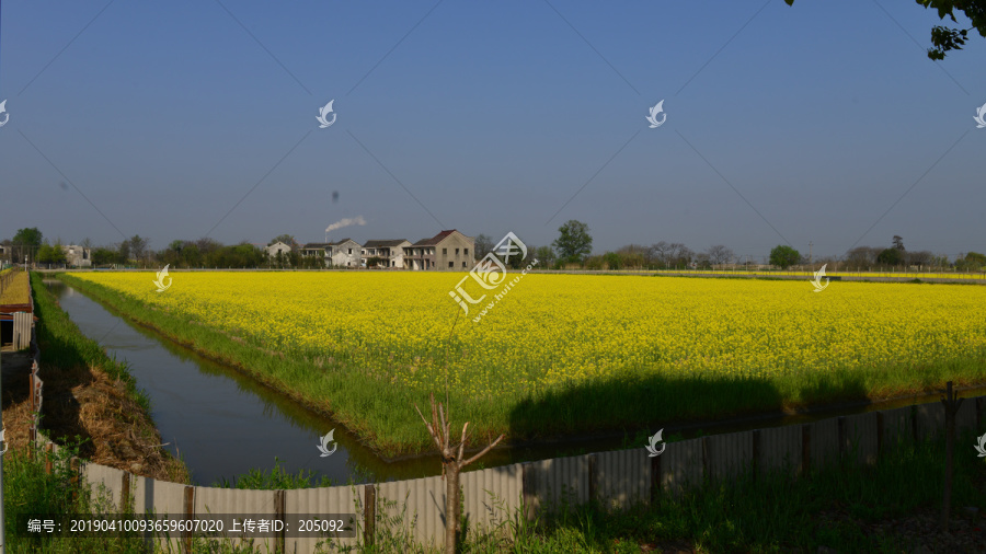 油菜花