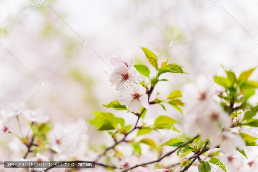 春天粉色樱花特写