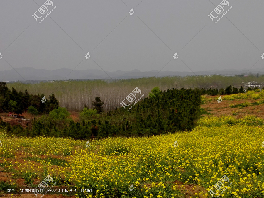 山坡上的油菜花