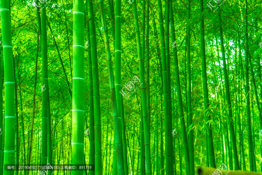 竹林