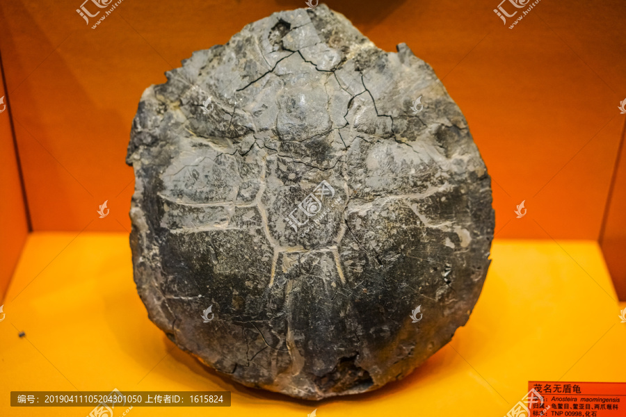 龟类标本化石高清大图