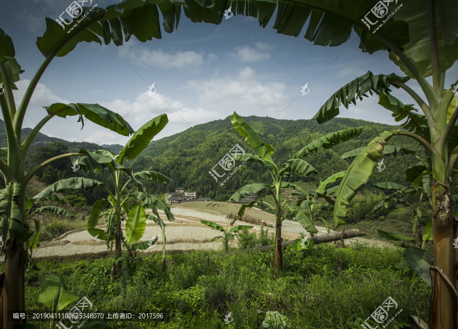 夏天水稻