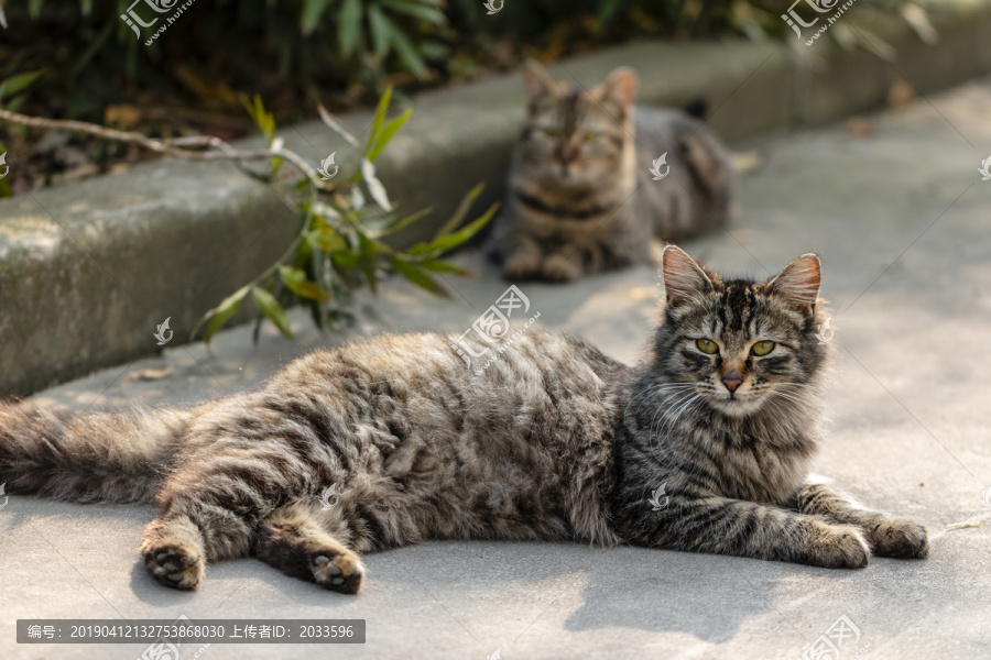 侧躺着保护小猫的长毛虎斑母猫