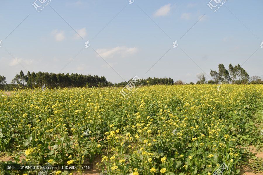 油菜花