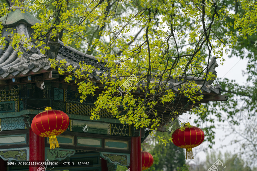 五角枫绿叶树枝亭子红灯笼背景