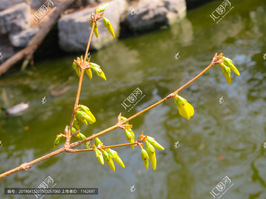 迎春花