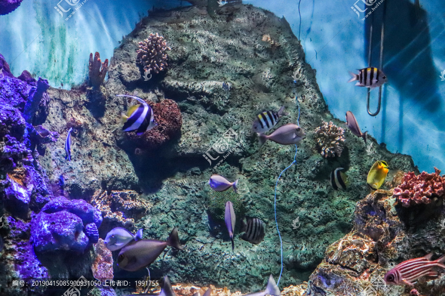 海洋世界珊瑚海草