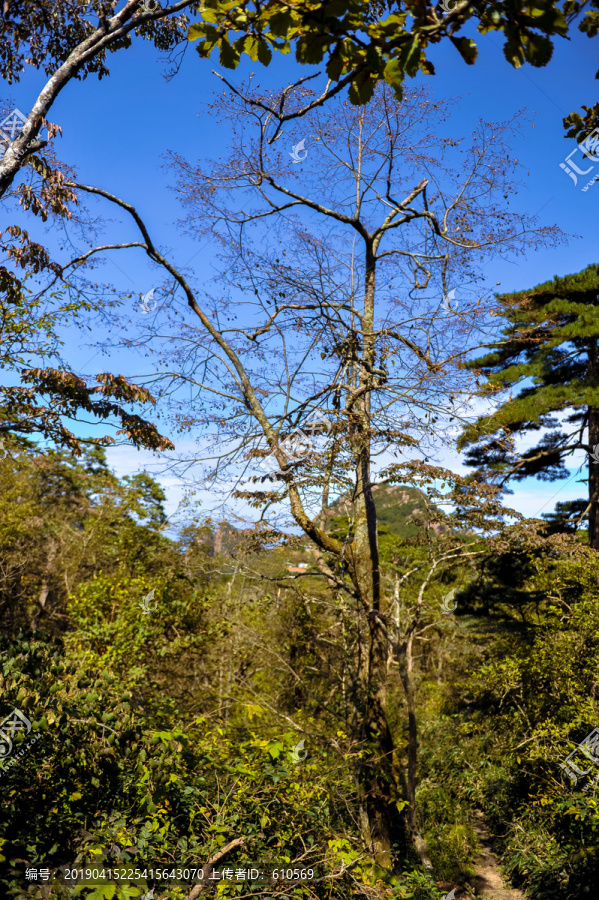 黄山树