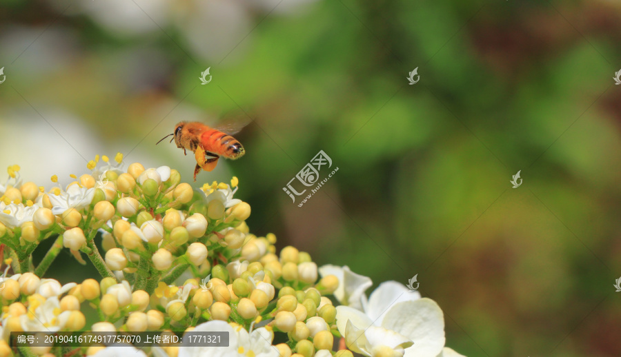 采蜜的蜜蜂