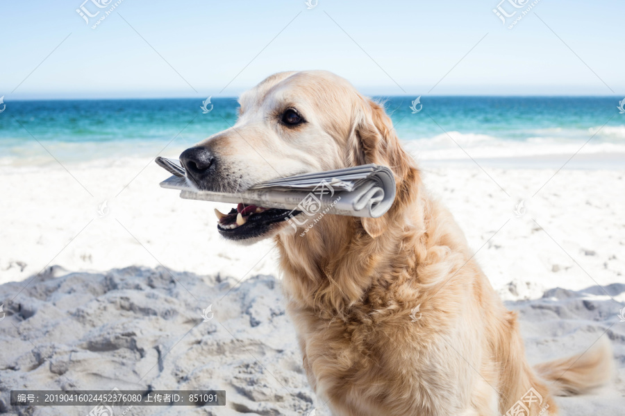 海滩上一只滑稽的狗嘴里叼着报纸