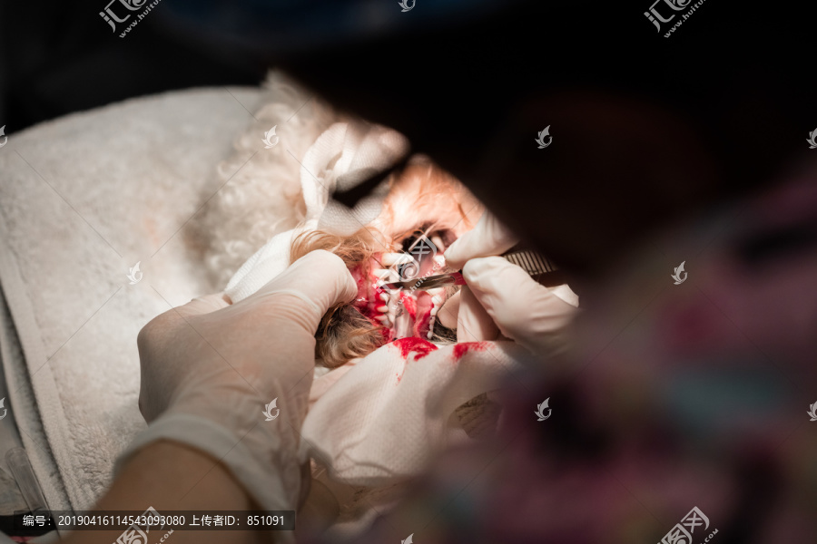 兽医对狗进行手术