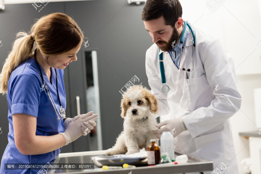 兽医检查犬