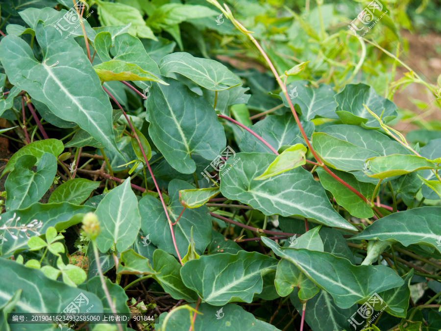 药用植物何首乌