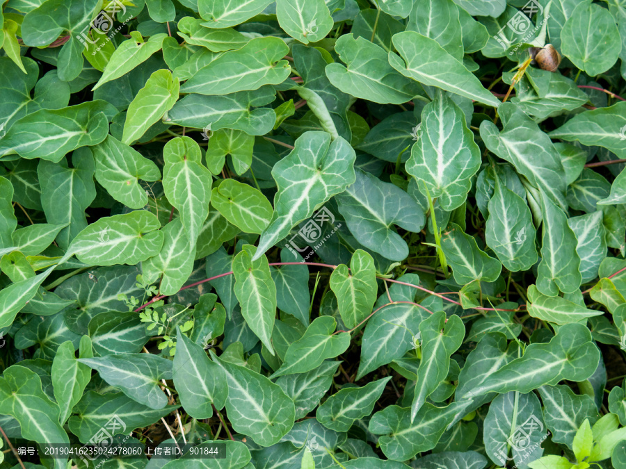 药用植物何首乌