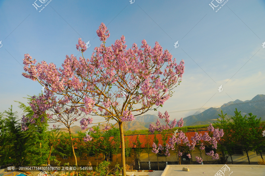 美丽的梧桐花