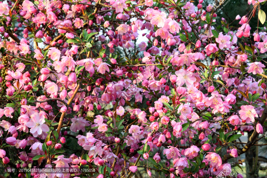 鲜花背景墙