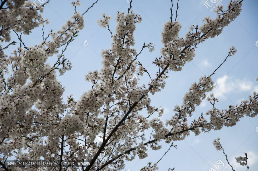 樱花满枝开