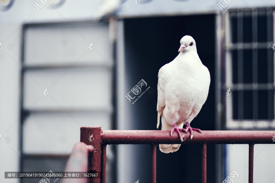 在护栏上休息的和平鸽