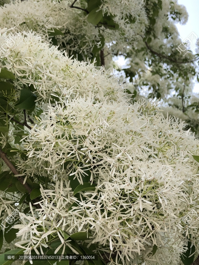 流苏花卉树木