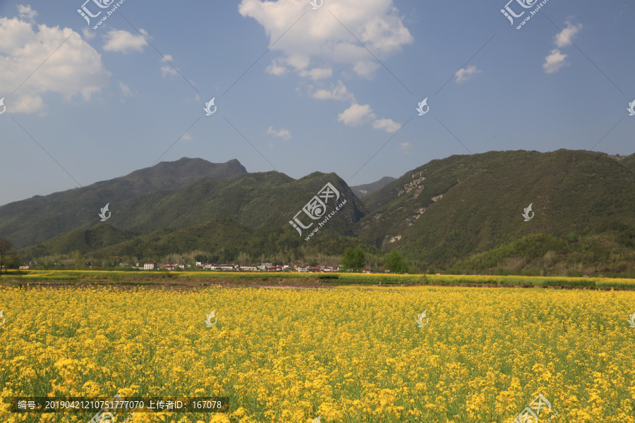 山区油菜花