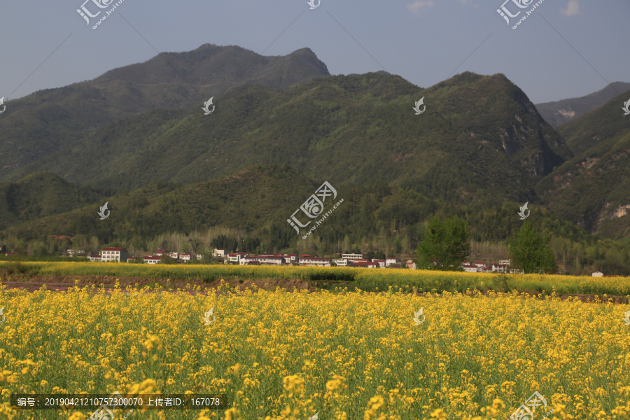 山区油菜花