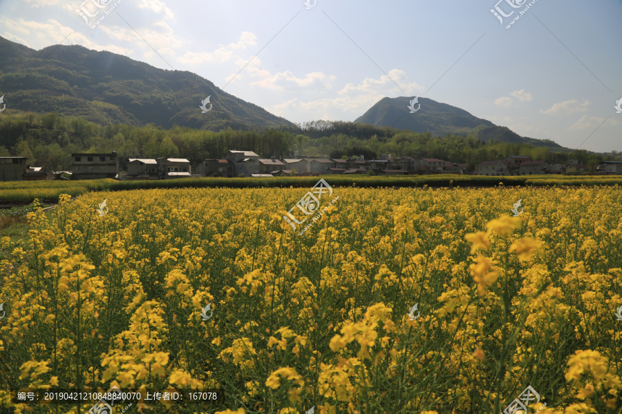 山区油菜花