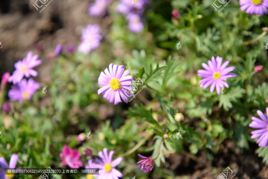 紫苑花