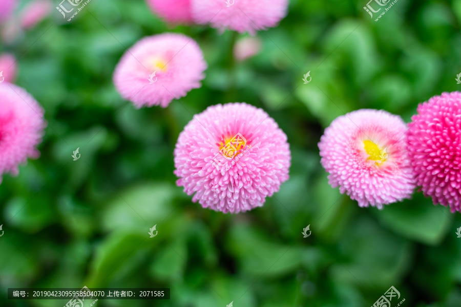 粉色雏菊