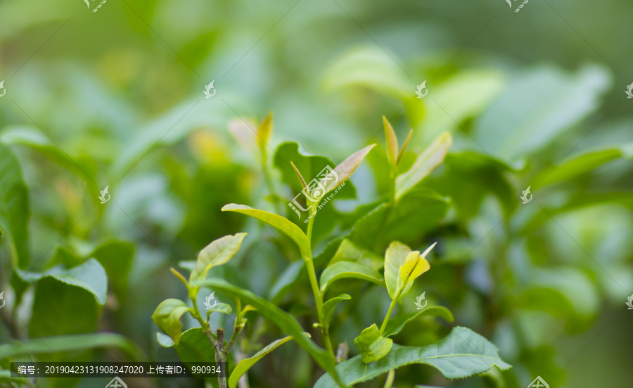 东水山茶