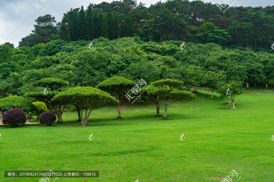 城市阳光草地草坪绿树林背景素材