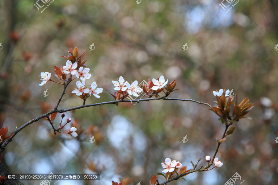 樱花