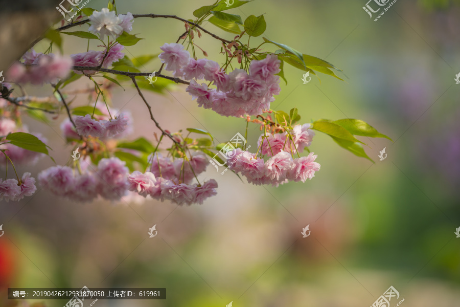 樱花