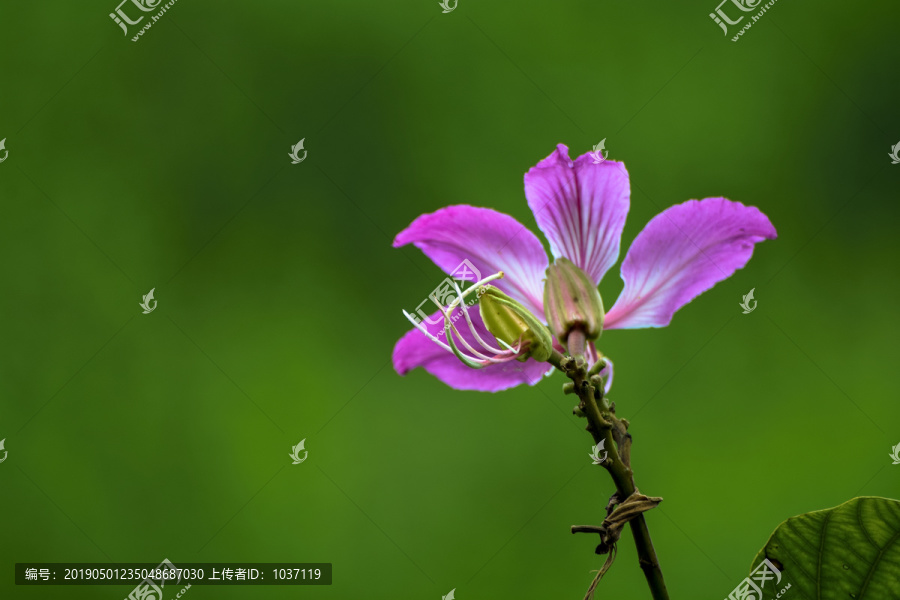 高清绿色背景紫荆花